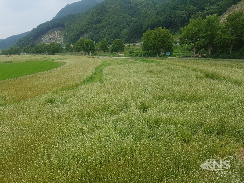 춘천시 강촌의 메밀꽃밭 조성지[사진=김수남기자]