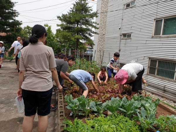 가족들이 함께 채소를 키우며 텃밭을 가꾸고 있다.[사진=인천시교육청]