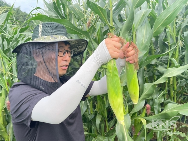 괴산군 황금대학찰옥수수(사진=괴산군)