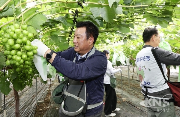 이경재 본부장이 김천지역 농가를 찾아 직원들과 함께 일손을 돕고 있다. [사진=DGB대구은행]