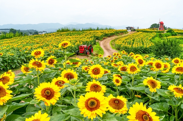 제12회 강주해바라기축제 전경 [사진=함안군]